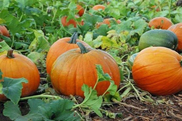 placé dans un endroit frais