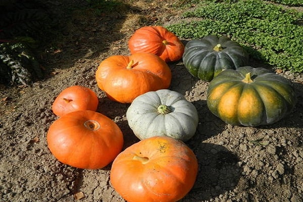 portée de maturation