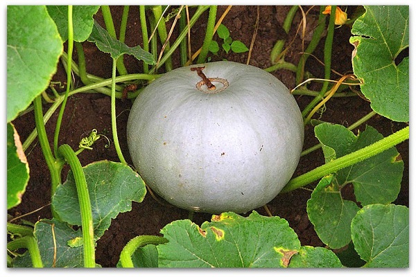 période végétative