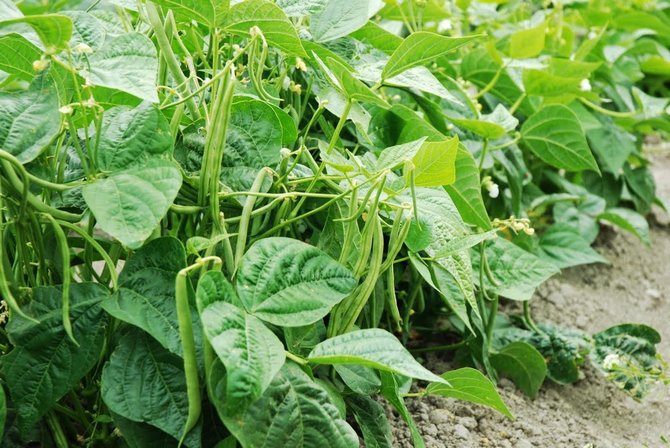 haricots dans la brousse