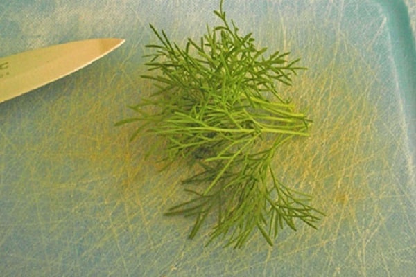 interessiert an Schädlingen