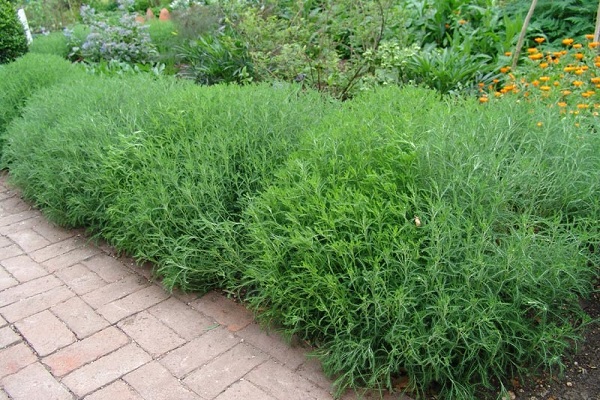 Pflanze für Lebensmittel