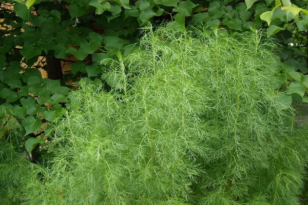 von Bäumen beschattet