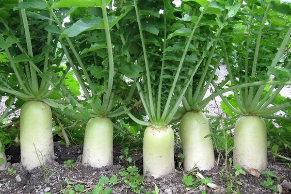 wachsen Daikon