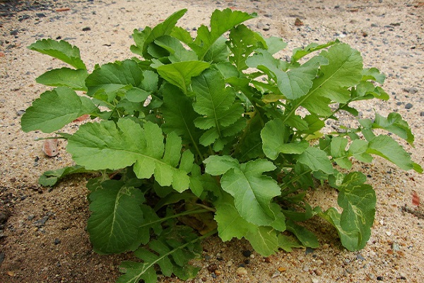 Bodenluftdurchlässigkeit