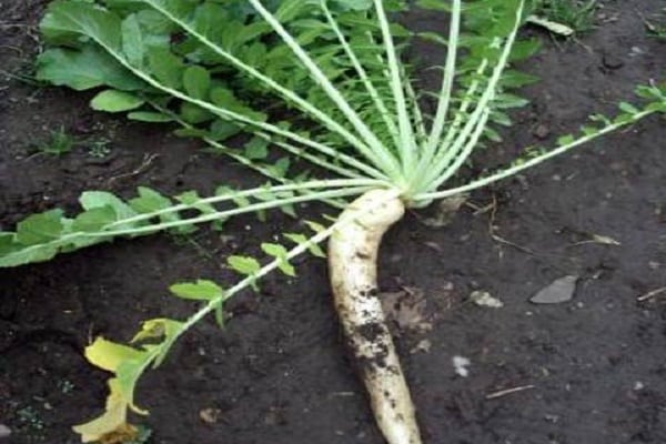 unsachgemäße Pflege