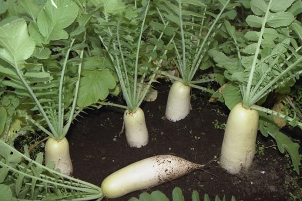 Haushaltsgrundstücke