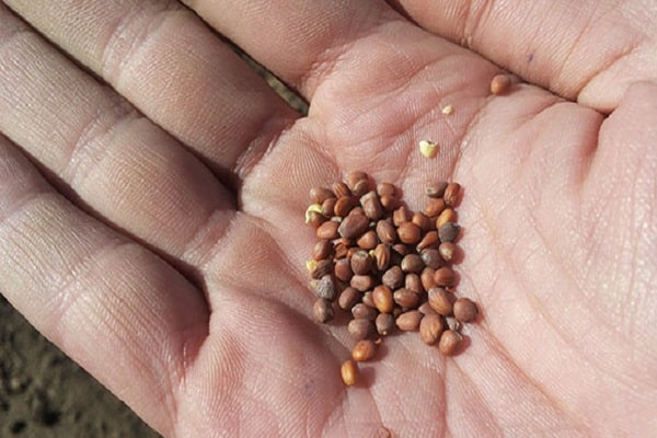 Material für die Aussaat