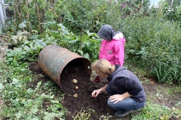 La technologie de culture de pommes de terre en barrique, les avantages et les inconvénients de la méthode