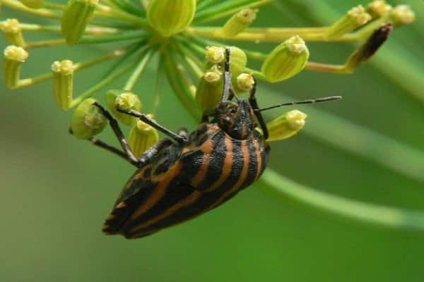 la ramulariose est reconnue