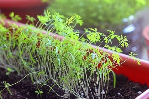 phosphore et potassium