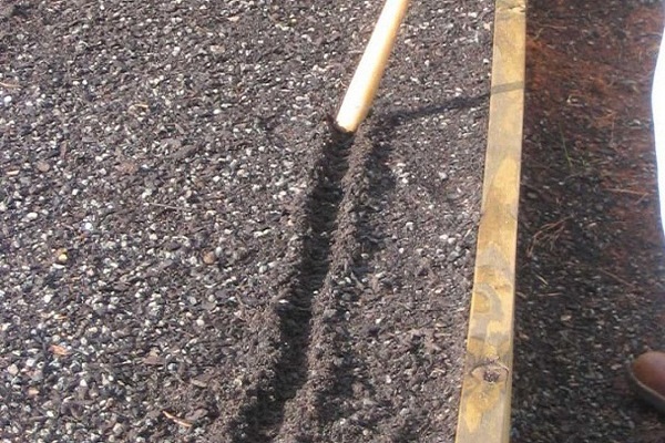 faire pousser des semis