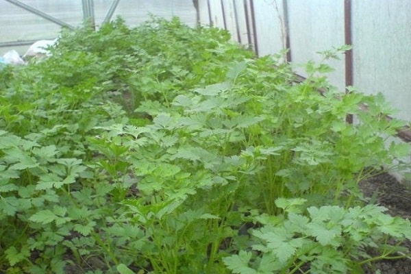 Gewächshaus ist nicht beheizt