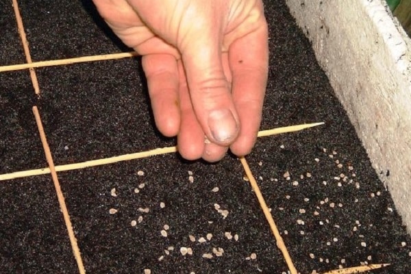 erscheinen ungefähr