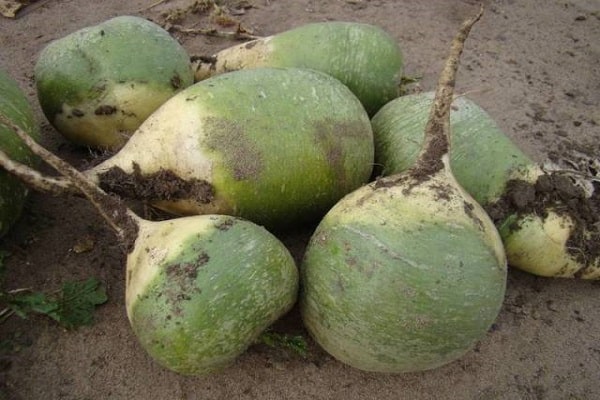 agrotechnische Methoden