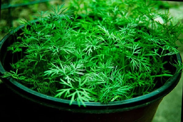 cultures pour serres