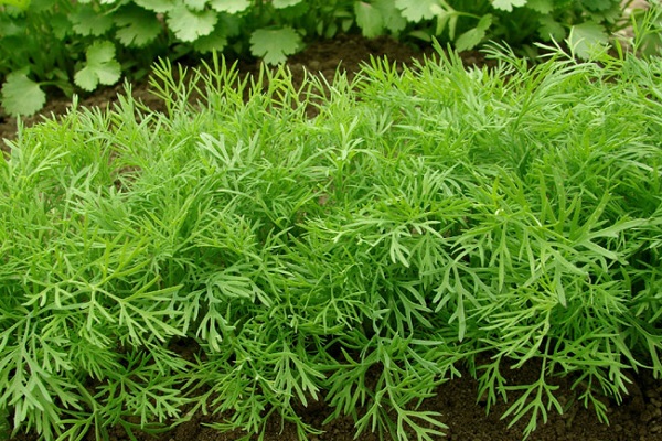 après le débarquement