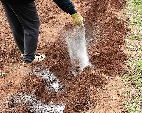 cendre dans le jardin