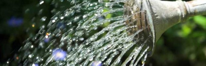 arrosage des concombres