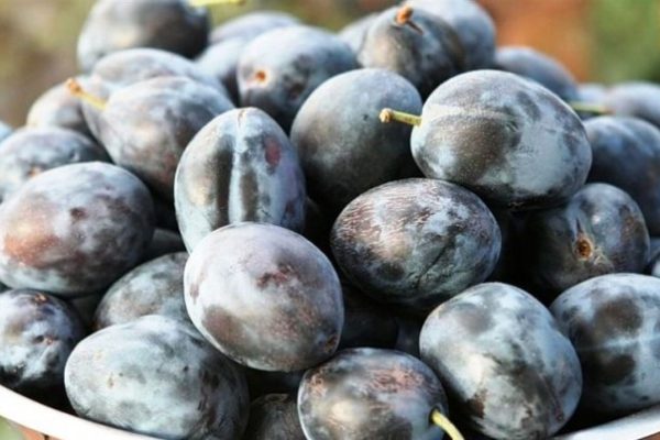 reife Pflaumen