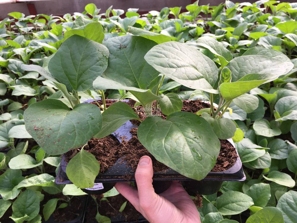 Préparation des plants pour la transplantation