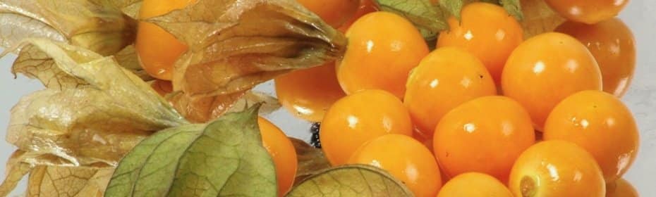 physalis mûr