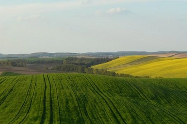 graines de tournesol
