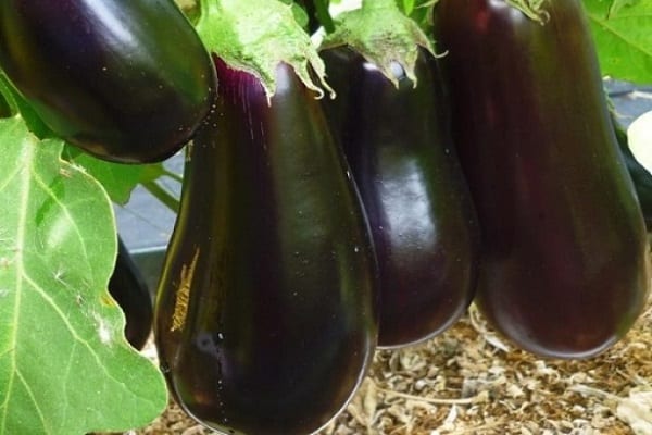 diamant aubergine