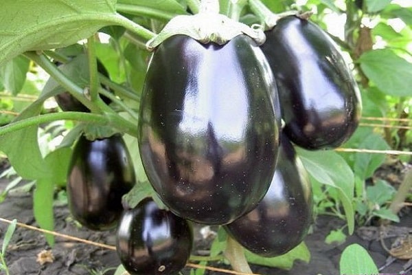 terre pour la plantation