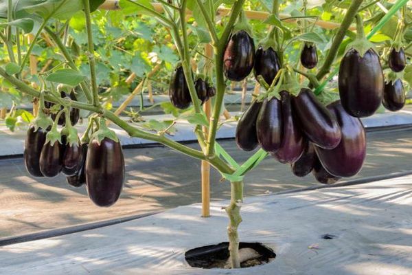 l'aubergine pousse
