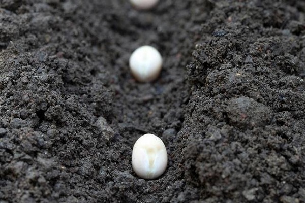 plusieurs variétés