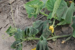 Prévention et traitement de la fusarium et du flétrissement verticillaire des concombres