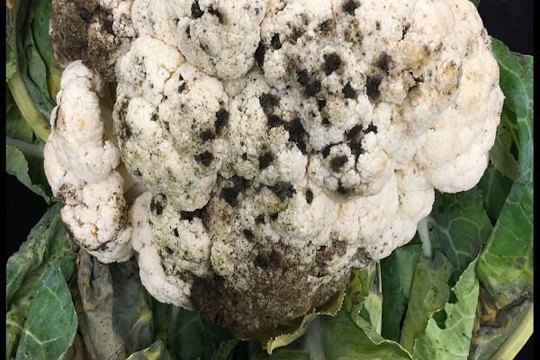 bakterielle Erkrankungen