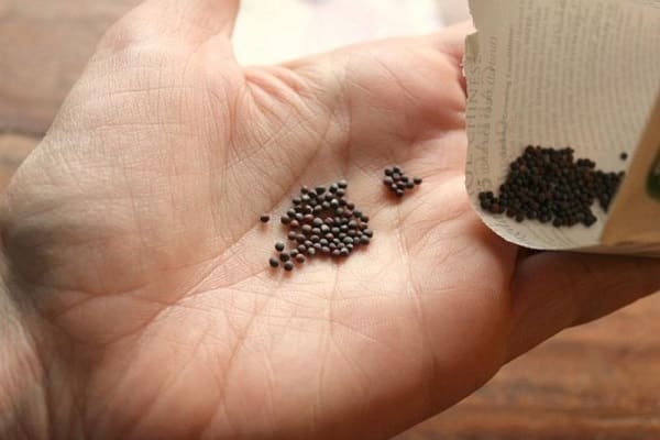 Ernten sind im Gange