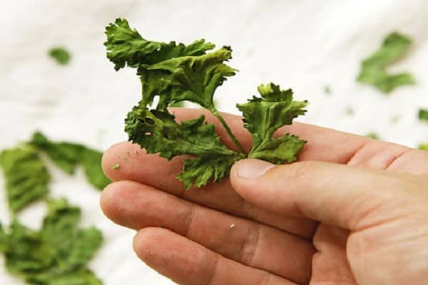 propriétés médicales