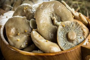 Recettes simples pour saler les champignons de lait à la maison avec des méthodes chaudes et froides