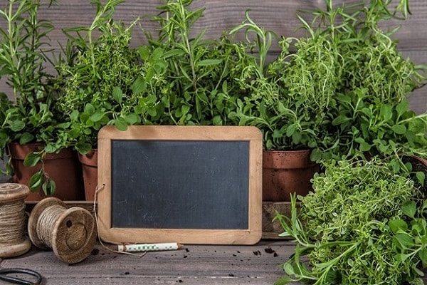 Lavendel oder kriechend