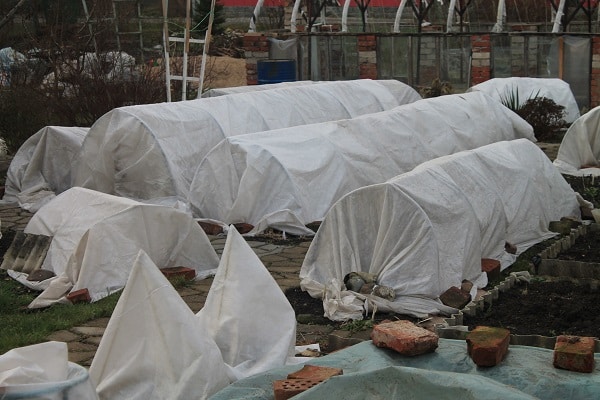 in einem Behälter wachsen