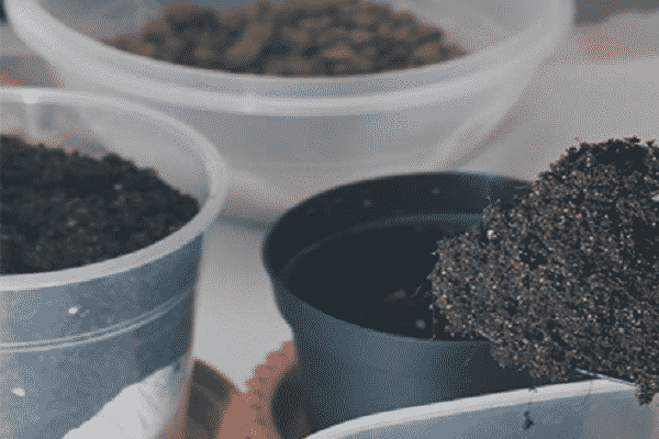 Plantes d'intérieur