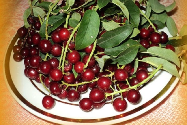 Vogelkirsche vorbereiten