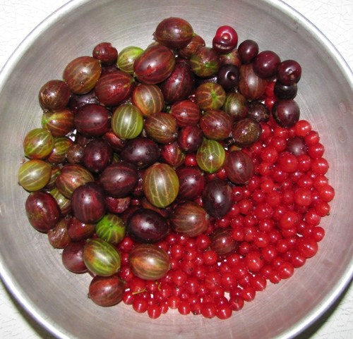 gooseberries and currants
