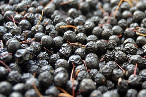 pour préparer le cerisier des oiseaux