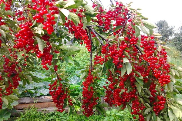 ingrédient principal