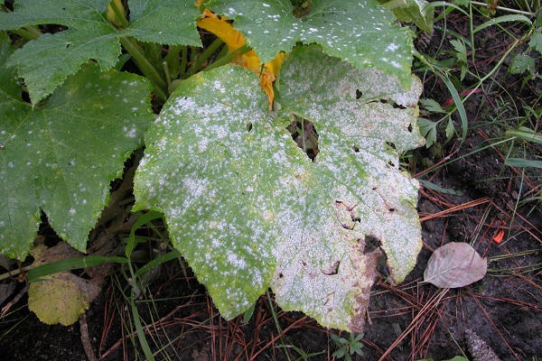 Powdery mildew