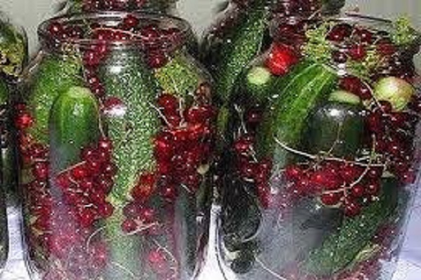 Vorbereitung der Dosen