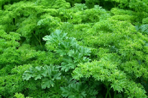 infertilité masculine