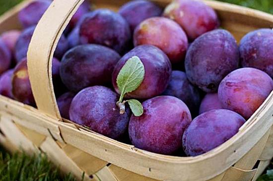 basket of plums