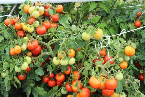 sous-dimensionné et sans méfiance