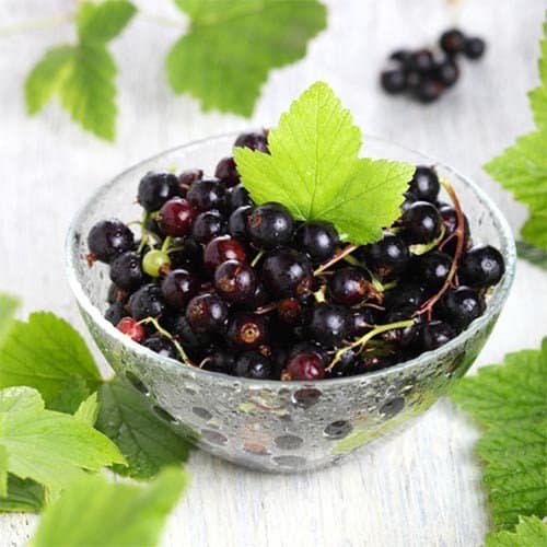 groseilles fraîches