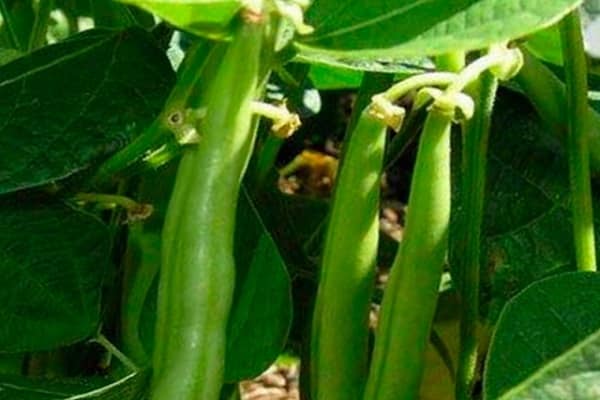 caractéristiques bénéfiques